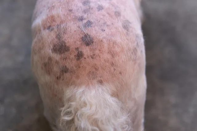 Do Dogs Get Liver Spots? Our Vet Explains the Causes, Treatment & FAQ