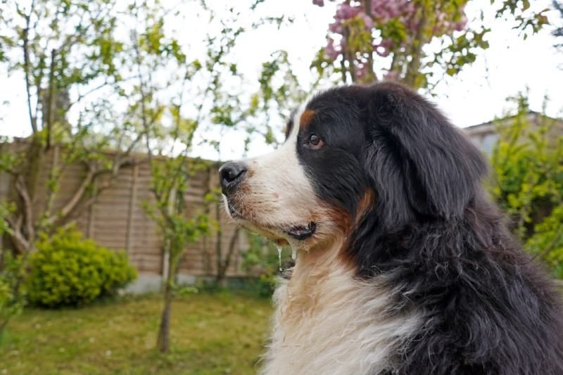 Bernese Mountain drool