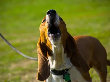 How Much Does a Basset Hound Howl? Vet-Verified Facts & FAQ