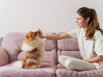 7 Great Impulse Control Games for Dogs You Can Play Today!