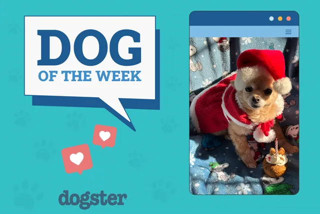 Dogster Photo Contest: Dogs of the Week Winners (December 18, 2025)