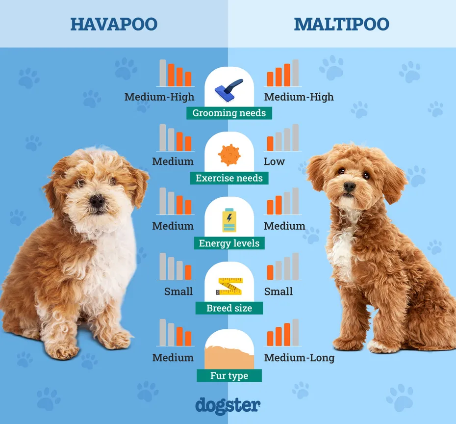 Dogster_Side by Side Comparison_Havapoo vs Maltipoo