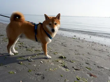 Sesame Shiba Inu: Info, Pictures, History & Origin