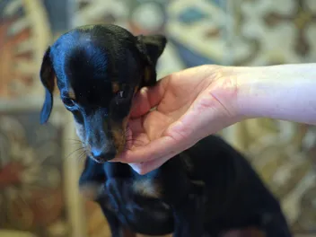 Puppy Birth Defects: Our Vet Explains the Signs, Causes & Prevention