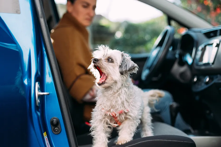 little dog on car front seat excited and ready for travel