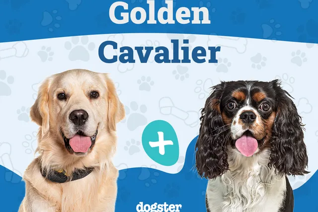 Golden Cavalier: Info, Pictures, Care & More