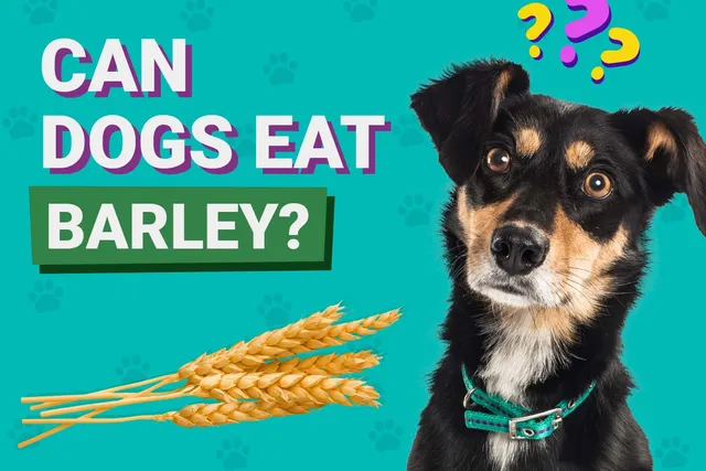 Can Dogs Eat Barley? Vet-Verified Nutrition Facts & Info