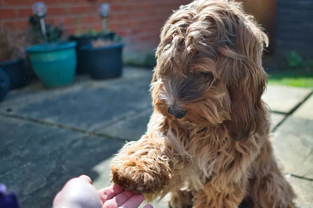 How to Train a Cockapoo: 4 Vet-Verified Tips & Tricks
