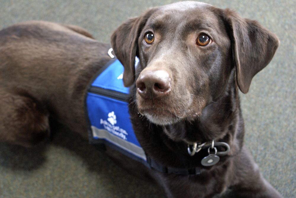 close up of a service dog wearing a vest