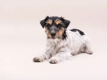 Jack Russell Terrier German Shepherd Mix: Info, Pictures, Care Guide & More