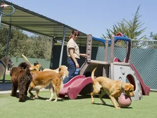 How Much Does Doggy Day Care Cost? 2026 Price Guide