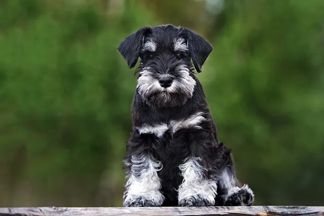 How To Potty Train a Miniature Schnauzer: 11 Vet-Approved Tips & Tricks