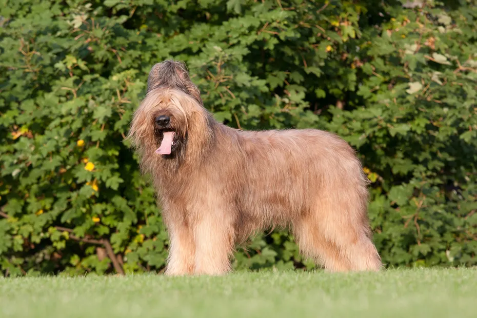 Briard dog