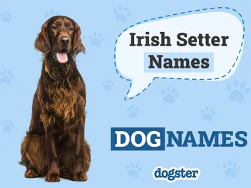 150+ Irish Setter Names: Unique, Popular & Best Ideas