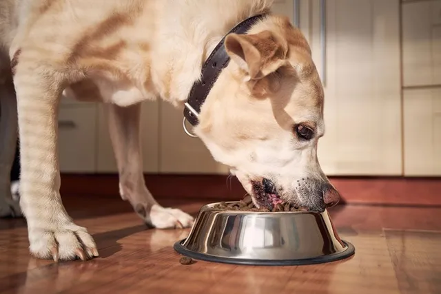 How to Get My Dog to Chew Their Food: 5 Vet-Reviewed Tips