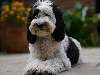 Parti Labradoodle: Info, Pictures, History & Origin