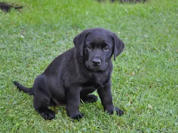 Labrador Retriever Puppies for Sale in Mississippi: Breeders List 2026