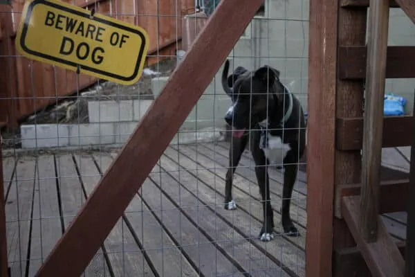 Dog: Impossible follows Matt Beisner as he works with dogs with serious fear aggression issues.