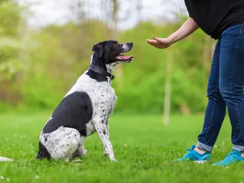 Reactive Dog Training: 7 Vet-Approved Tips to Help Your Dog Relax
