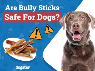 Are Bully Sticks Safe for Puppies? Vet-Reviewed Nutrition & Safety Facts