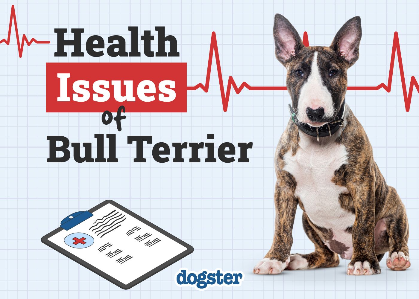 7 Bull Terrier Health Issues to Look Out For (Vet Answer)