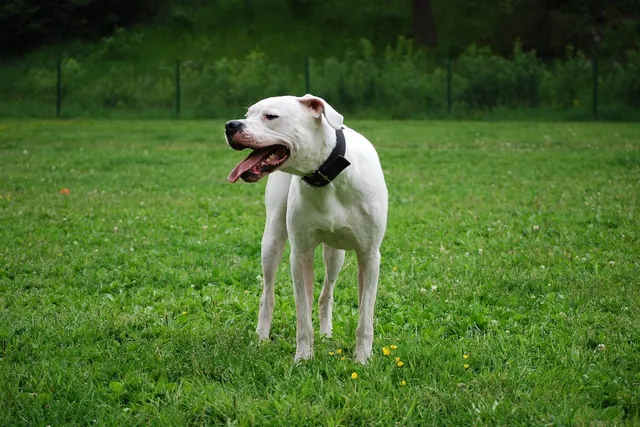 8 Dogo Argentino Facts: Learn About This Interesting Breed (Vet-Verified)