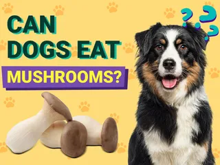 Can Dogs Eat Mushrooms? Vet-Reviewed Safety & Health Facts