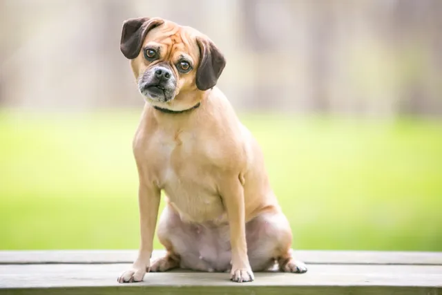 12 Incredible Puggle Facts You May Not Know (Vet-Reviewed)