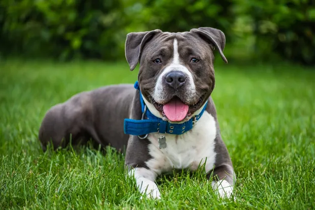 What Were American Staffordshire Terriers Bred For? (History & Facts)