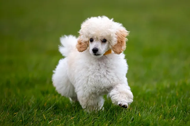 How Big Do Mini Poodles Get? Vet Reviewed Average Weight & Growth Chart