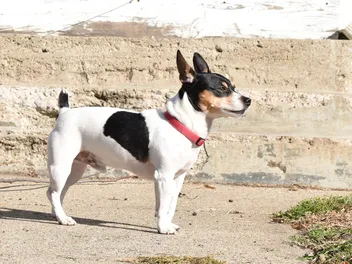 Teddy Roosevelt Terrier: Breed Info, Pictures, Facts, & Traits