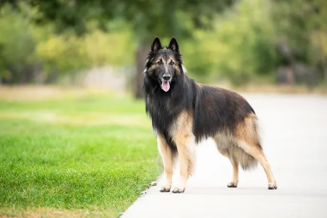 Belgian Tervuren Dog Breed: Info, Pictures, Care & More