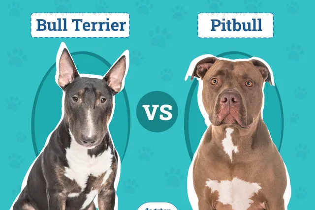 Bull Terrier vs Pitbull: Main Differences (With Pictures)