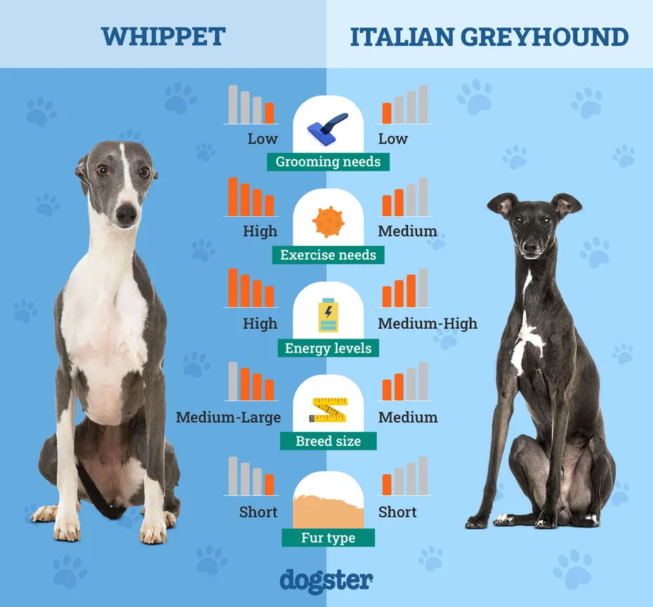 Dogster_Side by Side Comparison_ Whippet vs Italian Greyhound