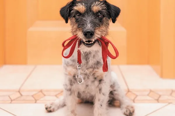 You're dog is ready for a walk if he is leashing up without you. Photography ©K_Thalhofer | Getty Images.