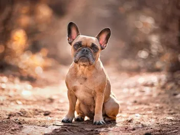 Fawn French Bulldog: Info, Pictures, Origin & History