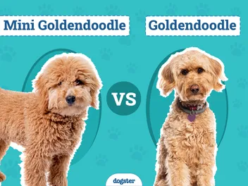 Mini Goldendoodle vs Goldendoodle: Differences Explained (With Pictures)