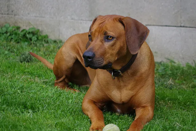 Rhodesian Ridgeback Lifespan: Vet-Reviewed Facts & FAQ
