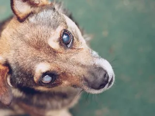 International Blind Dog Day 2026: What It Is & When It's Celebrated