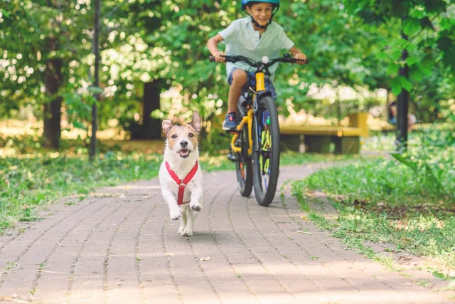 How to Bike With Your Dog: Vet-Reviewed Do's, Don'ts & FAQ