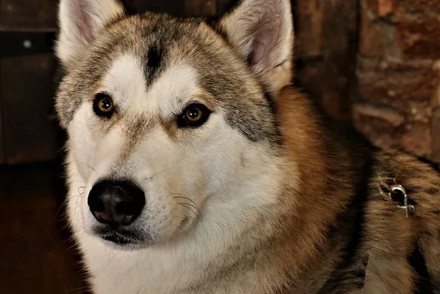 Tamaskan Dog Breed Guide: Info, Pictures, Care & More