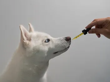 Hemp Oil for Dogs: Vet-Reviewed Benefits & Uses