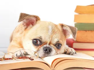 Are Dogs Allowed in Barnes & Noble? 2026 Update