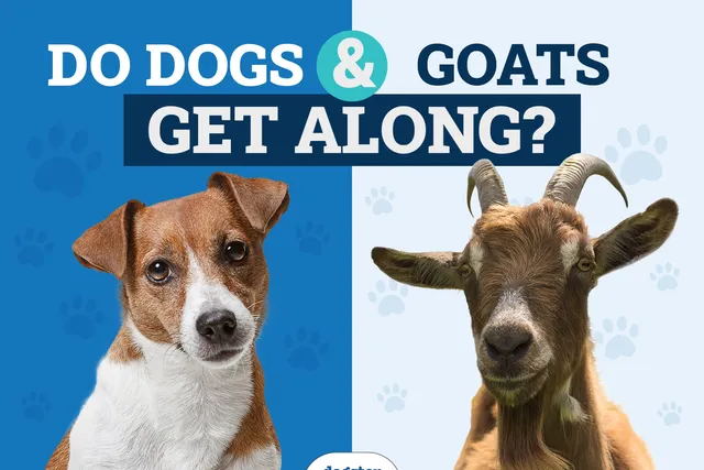 Do Goats and Dogs Get Along? Vet-Approved Facts & FAQ