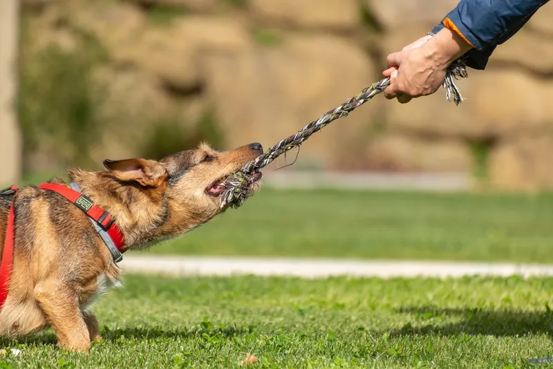 Brown Australian Shepherd dog plays rubber ring tug-of-war with man in summer park