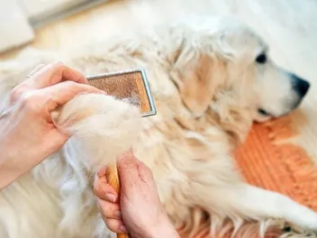 8 Best Dog Brushes for Matted Hair in 2026: Reviews & Top Picks