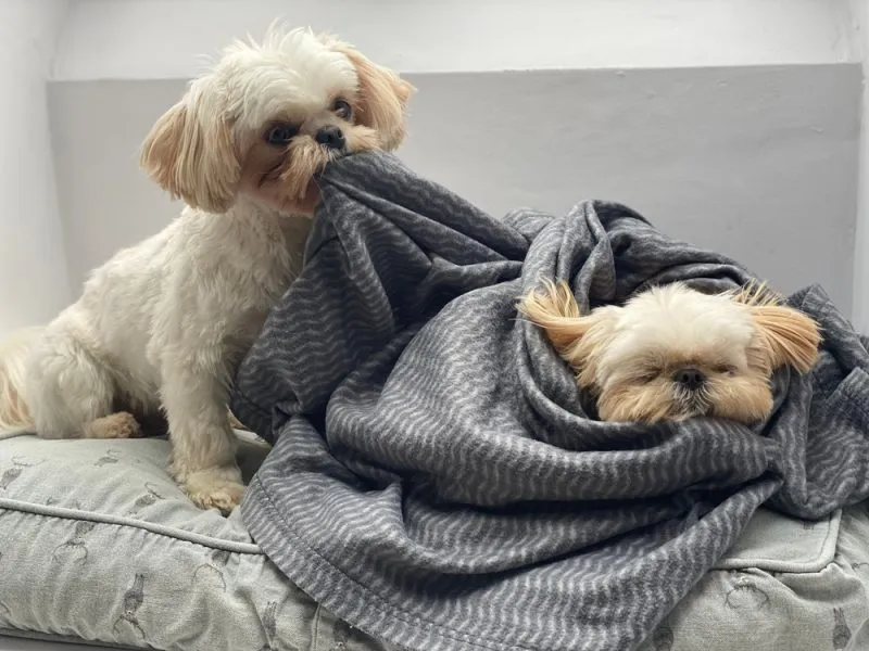 small dog sleeping and the other pulling the blanket
