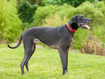 How Big Does a Great Dane Get? Average Weight & Growth Chart