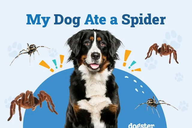 My Dog Ate a Spider, What Should I Do? Our Vet Approved Guide