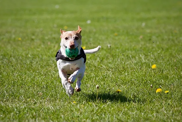 5 Off-Leash Dog Parks in Sioux Falls, SD (2026 Update)